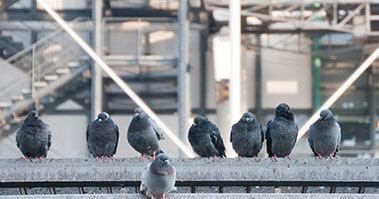 A row of birds perching